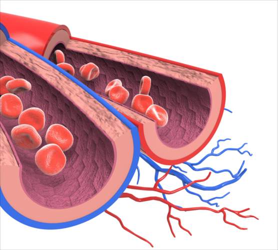 Arteries